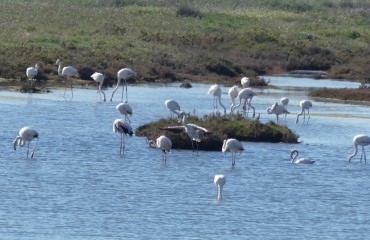 Flamingos, Alvor