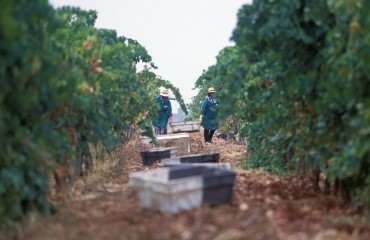 Visit to a wine estate