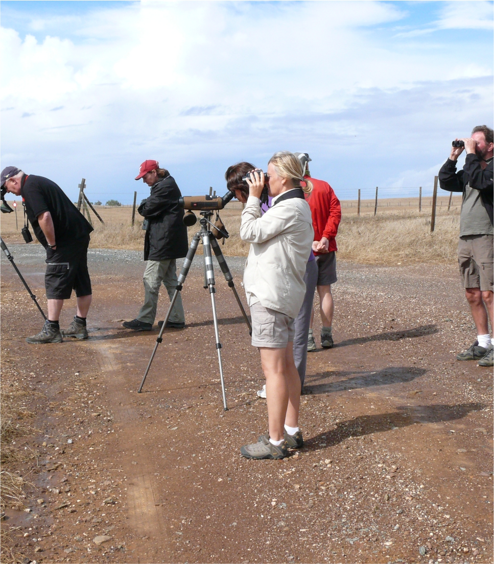Birdwatching Algarve