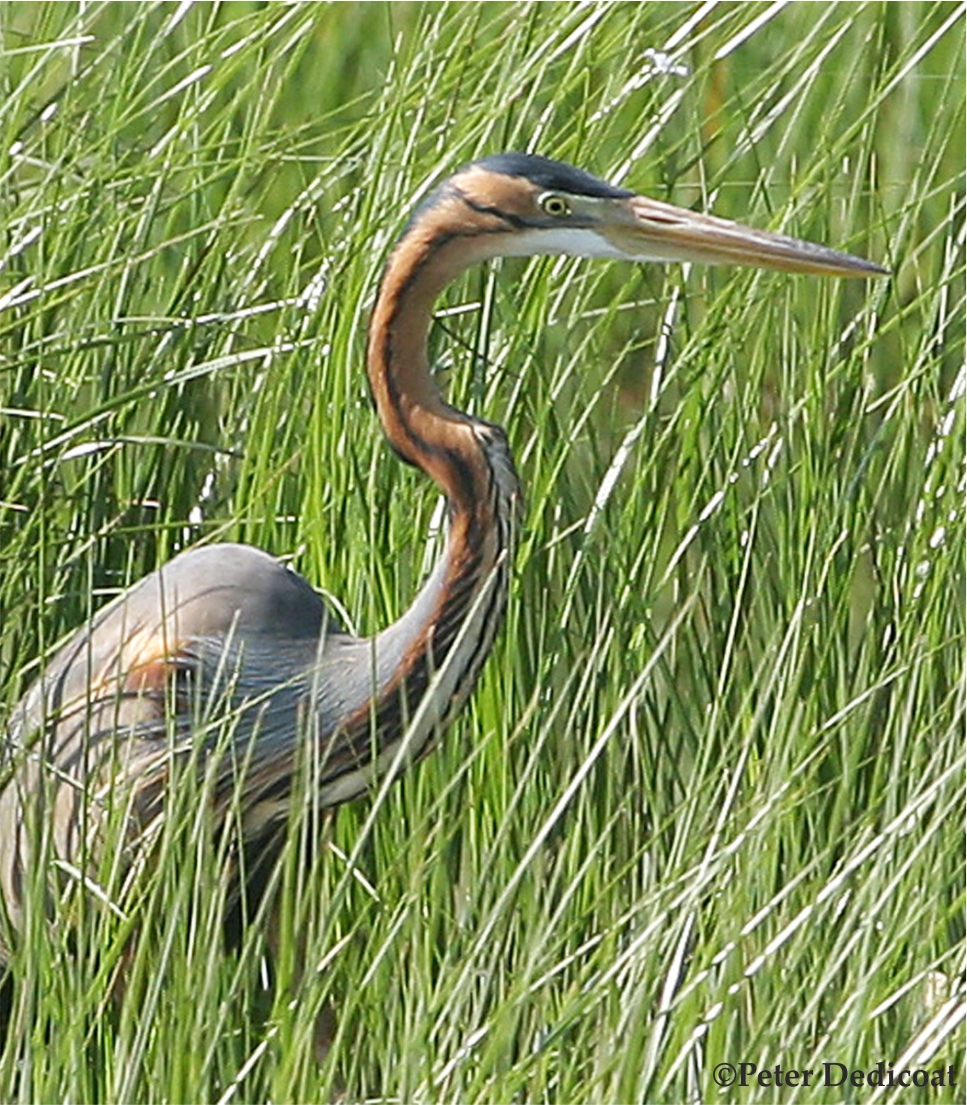 Self-Guided Birdwatching Ria Formosa